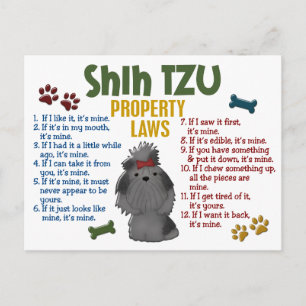 Cartão Postal Leis de Propriedade Shih Tzu 4
