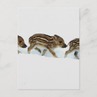 Cartão Postal Leitão do javali na neve, Alemanha