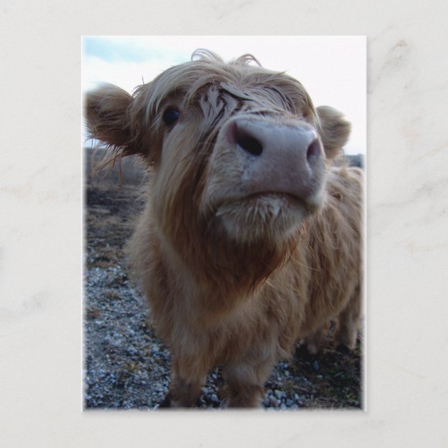 Cartão Postal leite? (Frente)