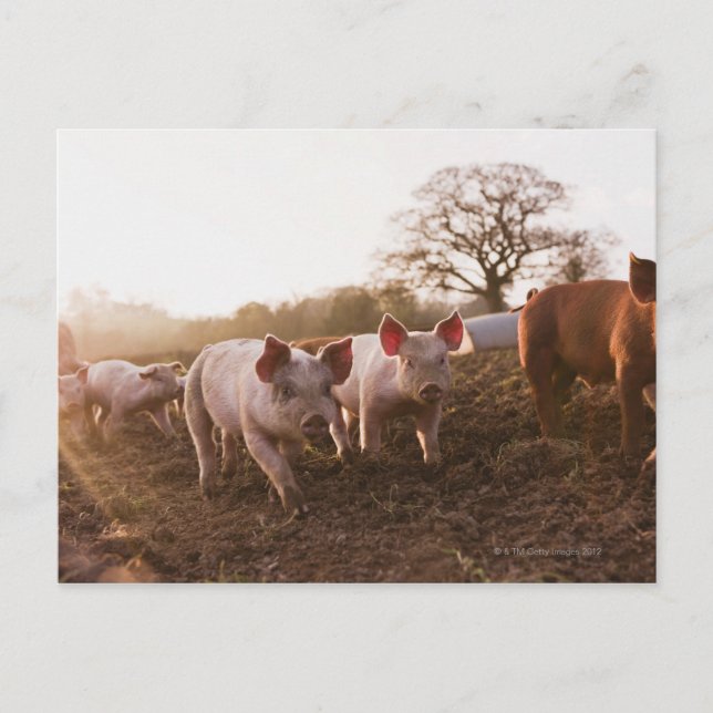 Cartão Postal Leitões em Barnyard (Frente)