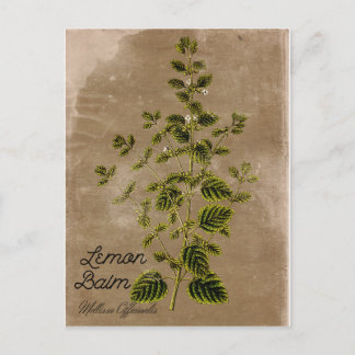 Cartão postal Lemon Balm de Estilo Vintage