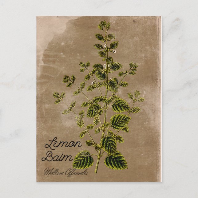 Cartão postal Lemon Balm de Estilo Vintage (Frente)