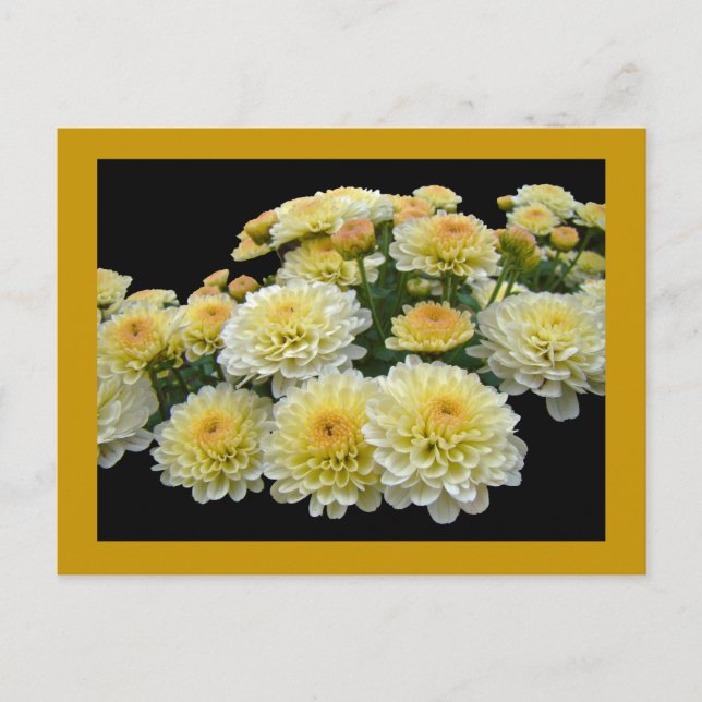 Cartão Postal Lemon Meringue Chrysanthemums (Frente)