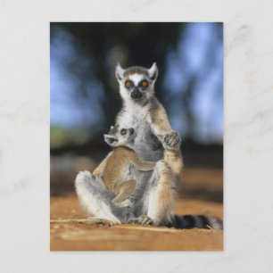 Cartão Postal Lêmure-de-cauda-anelada, (Lemur catta), Mãe e
