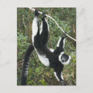 Cartão Postal Lêmure-rufo-preto-e-branco, (Varecia