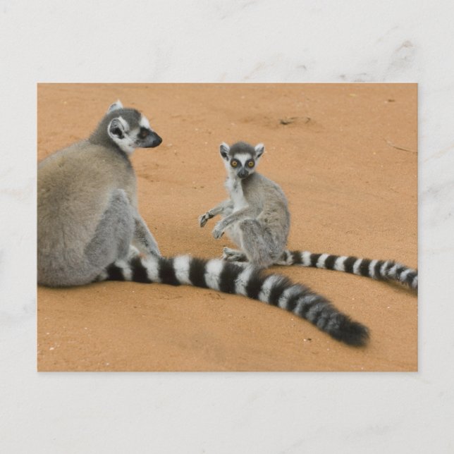 Cartão Postal Lêmures-de-cauda-anelada, (Lemur catta), Berenty (Frente)