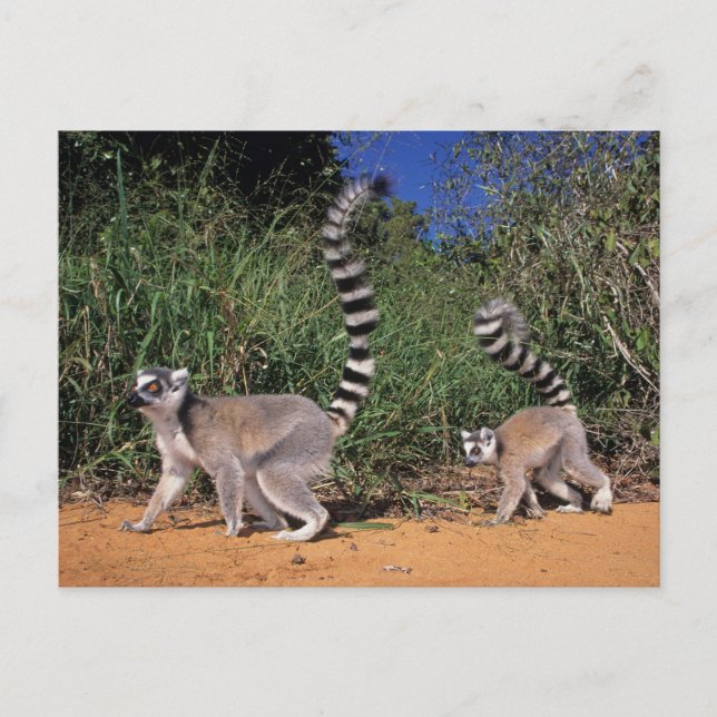 Cartão Postal Lêmures-de-cauda-anelada (Lemur Catta), Berenty (Frente)