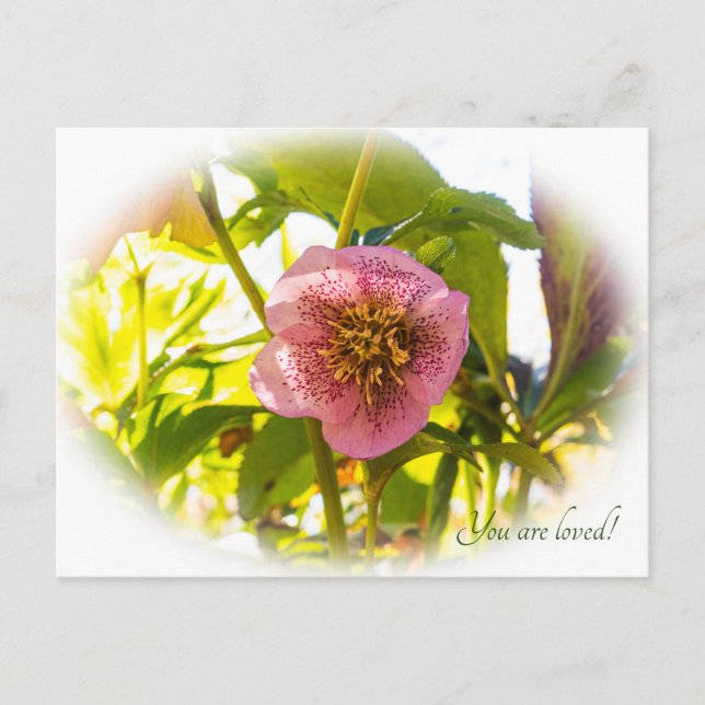 Cartão Postal Lenten Rosa. Helleborus. Você é amado! (Frente)