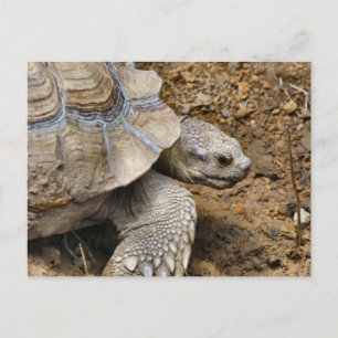 Cartão Postal Lento