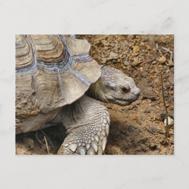 Cartão Postal Lento (Frente)