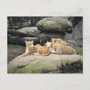 Cartão Postal Leões a Andar no Zoológico