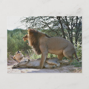 Cartão Postal Leões acasalados, Panthera leo, Kgalagadi