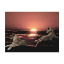 Leões africanos descansando ao pôr do sol