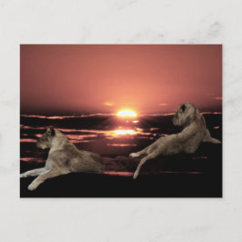Cartão Postal Leões africanos descansando ao pôr do sol