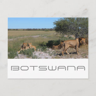 Cartão Postal Leões do Kalahari Central do Botswana Savana Viage