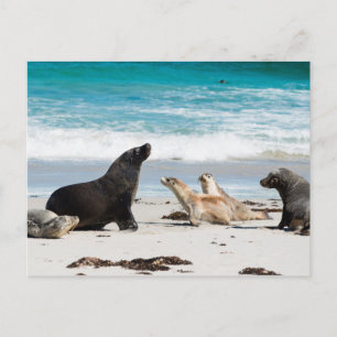 Cartão Postal Leões do Mar Australiano na baía de Seal, Ilha de