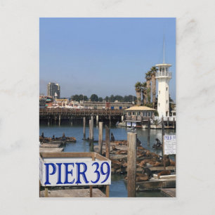 Cartão Postal Leões do Mar da Califórnia