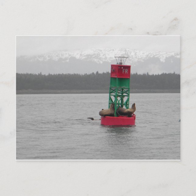 Cartão Postal Leões do Mar em Juneau, Alasca (Frente)