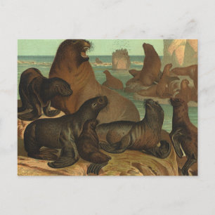 Cartão Postal Leões do Mar Vintage na Praia, Animal da Vida Mar