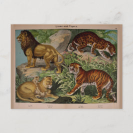 Cartão Postal Leões e Tigres Vintage Art Ephemera