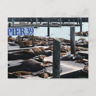 Cartão Postal Leões Marinhos do Pier 39