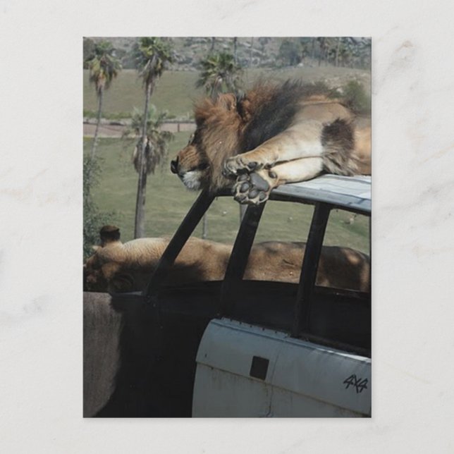 Cartão Postal Leões preguiçosos (Frente)