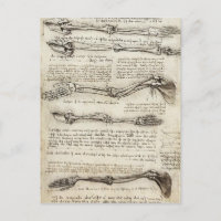 Leonardo da Vinci: Estudos do braço pelo bíceps