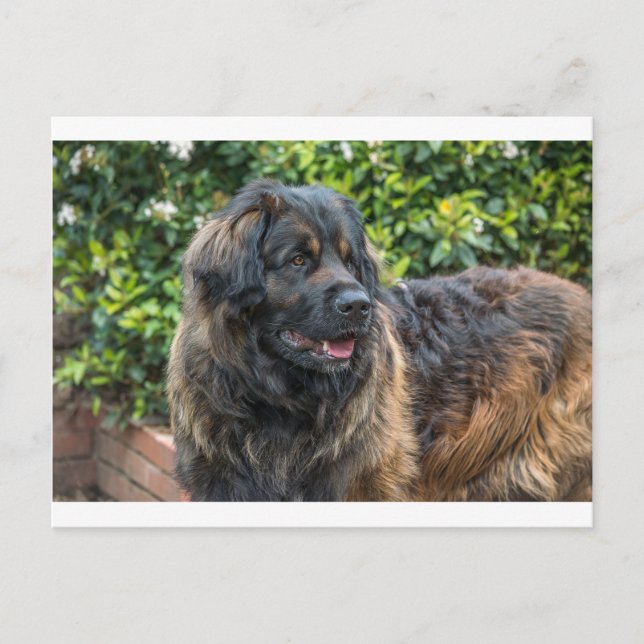 Cartão Postal leonberger 3 (Frente)