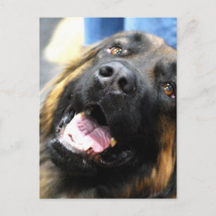 Cartão Postal Leonberger Postcard