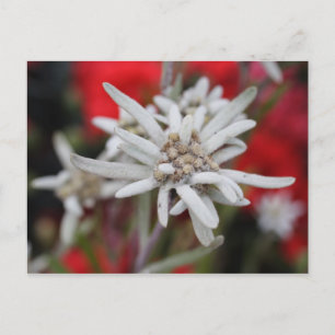 Cartão Postal Leontopodium alpinum