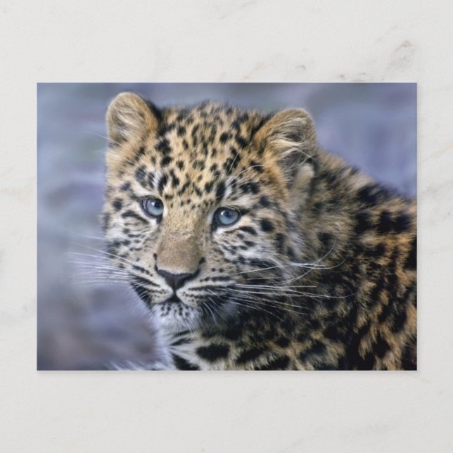 Cartão postal Leopard Cub (Frente)