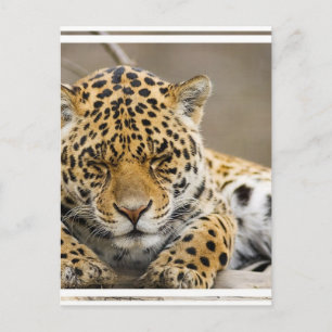 Cartão postal Leopard Cub