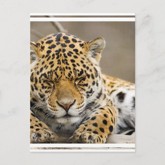 Cartão postal Leopard Cub (Frente)
