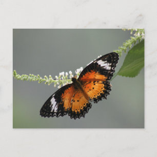 Cartão Postal Leopard Lacewing