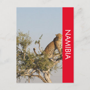 Cartão postal Leopard, Namíbia