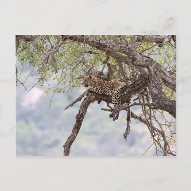 Cartão Postal Leopard on a tree (Frente)