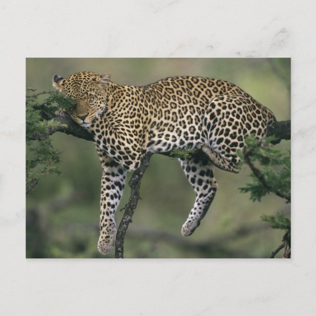 Cartão Postal Leopard, (Panthera pardus), Quénia, Masai Mara (Frente)