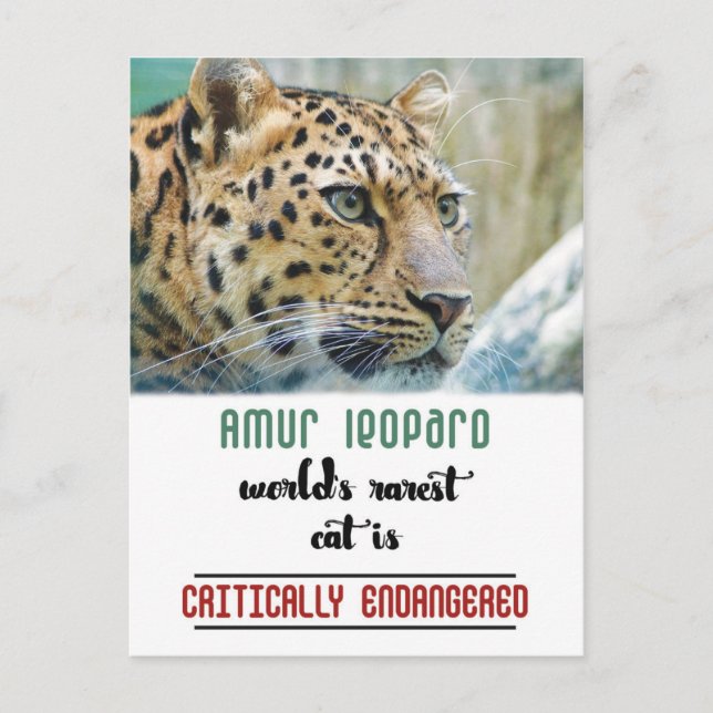 Cartão Postal Leopard Proteja a citação da vida selvagem (Frente)