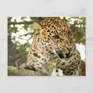 Cartão Postal LeopardCheetaro010