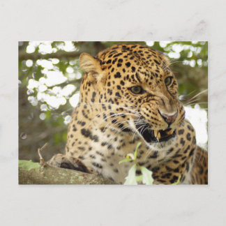 Cartão Postal LeopardCheetaro010