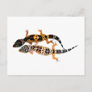 Cartão Postal Leopardgecko Pärchen
