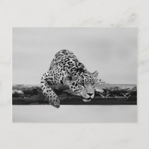 Cartão Postal Leopardo