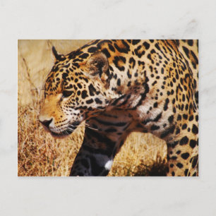 Cartão Postal Leopardo