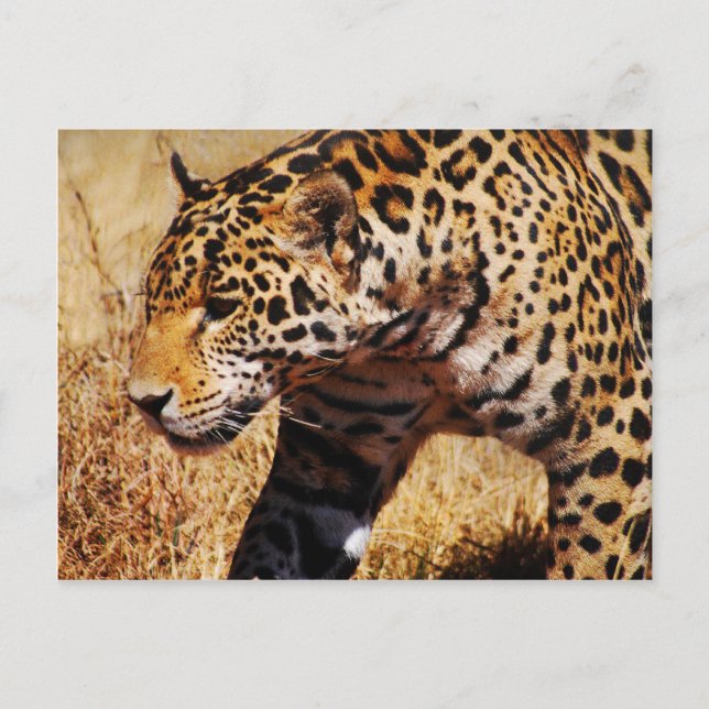 Cartão Postal Leopardo (Frente)