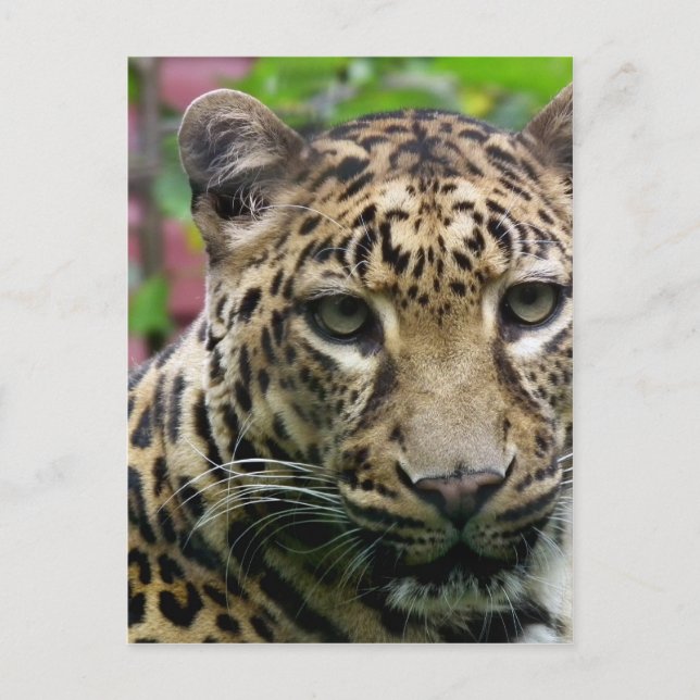 Cartão Postal Leopardo (Frente)