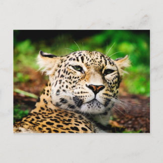 Cartão Postal Leopardo