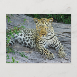 Cartão Postal Leopardo
