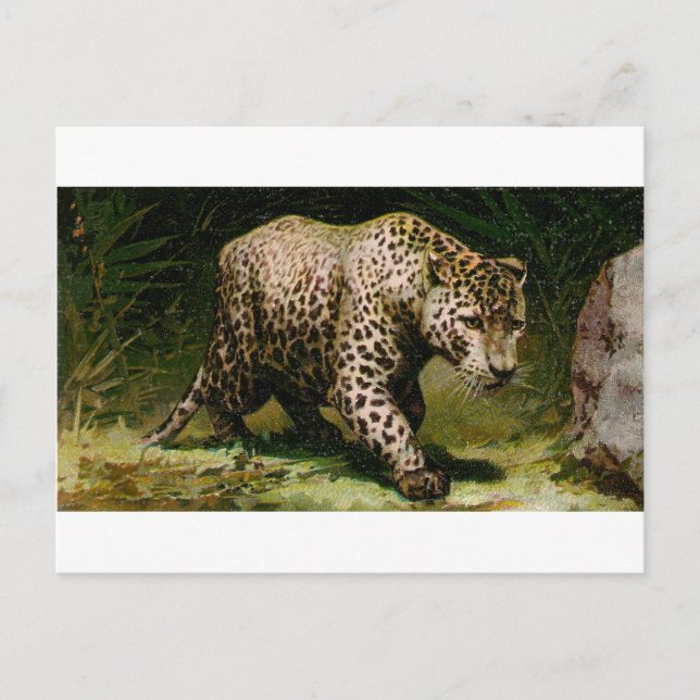Cartão Postal Leopardo (Frente)