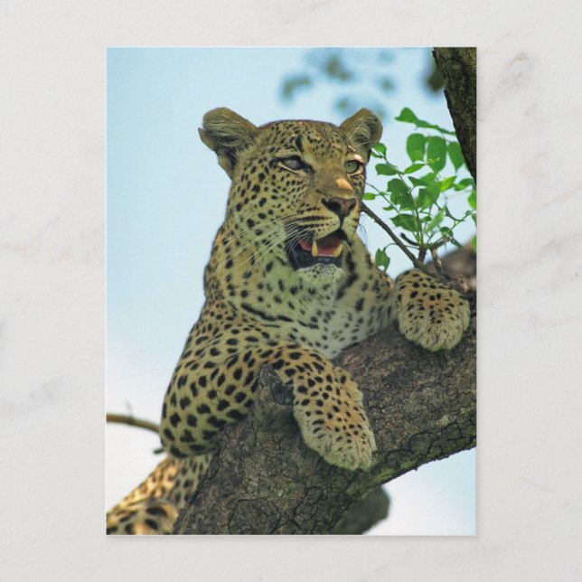 Cartão Postal Leopardo (Frente)