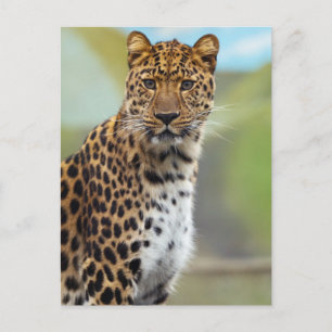 Cartão Postal Leopardo